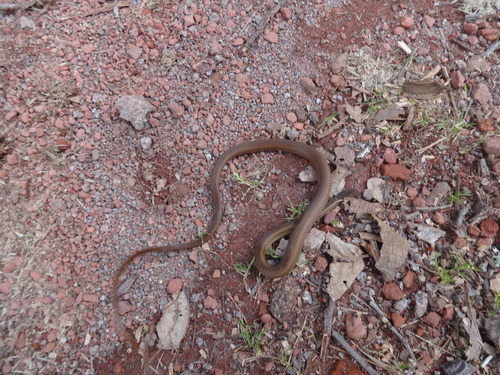 Veracruz Black-striped Snake (Subspecies Coniophanes imperialis ...