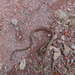 Veracruz Black-striped Snake - Photo (c) Ejido Peñuelas, all rights reserved, uploaded by Ejido Peñuelas