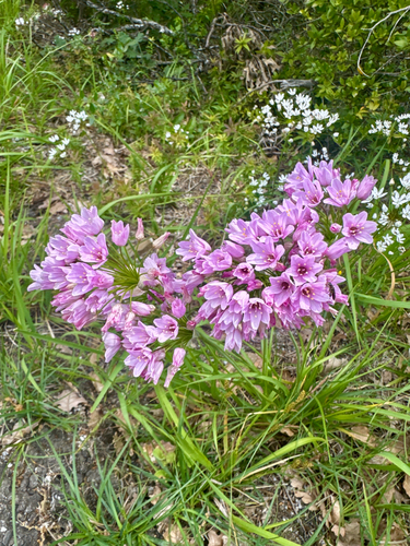 rosy garlic