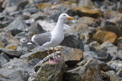 Western Gull