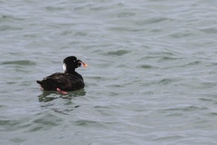 Surf Scoter
