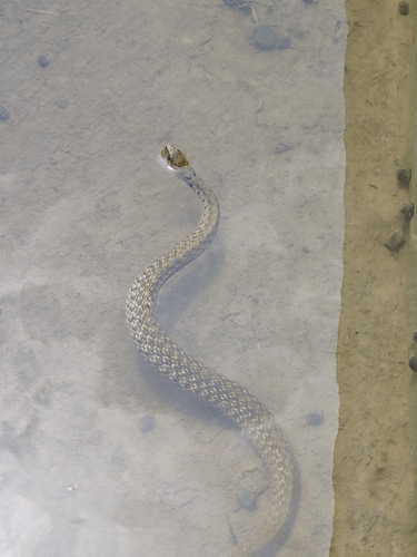 Yellow-spotted Keelback