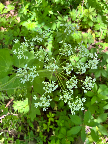 common cowparsnip