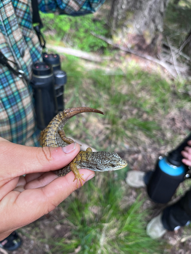 iNaturalist observation photo of Northern Alligator Lizard