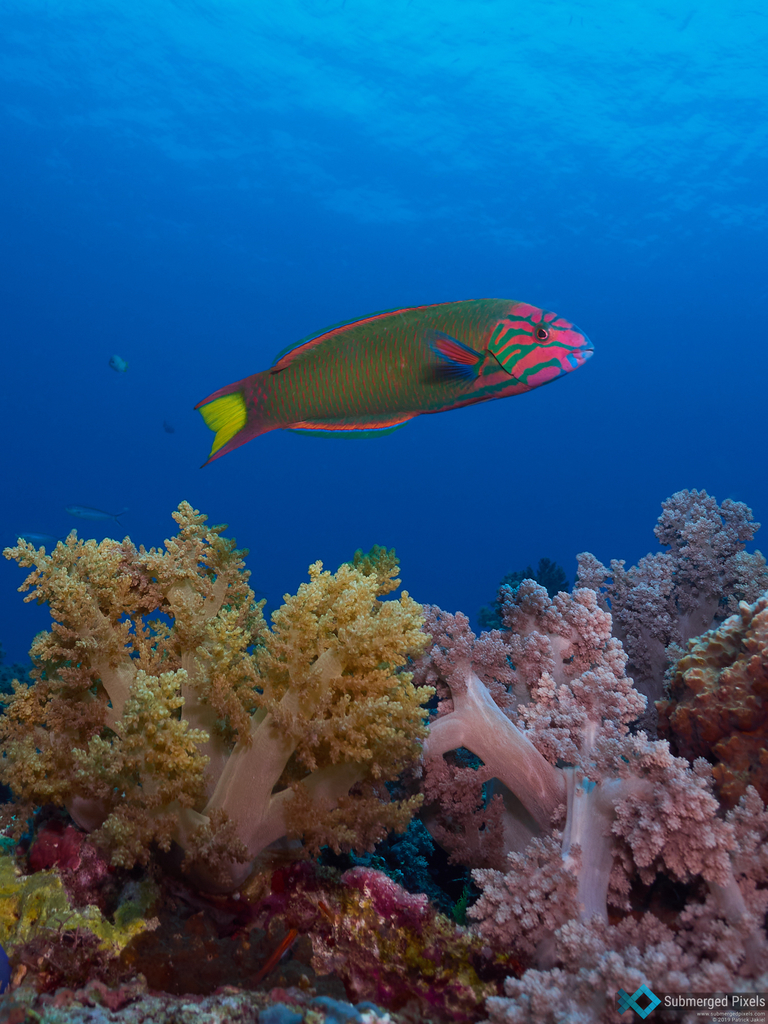 Moon wrasse (cleaner)