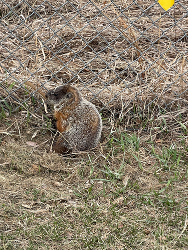 Groundhog