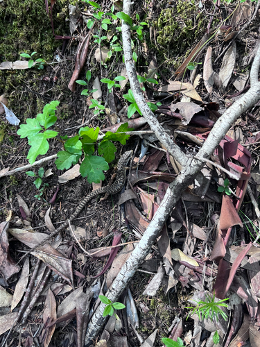 iNaturalist observation photo of Western Alligator Lizards
