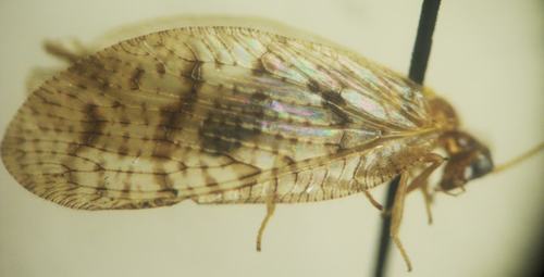 Pušinis lapasparnis nuotrauka