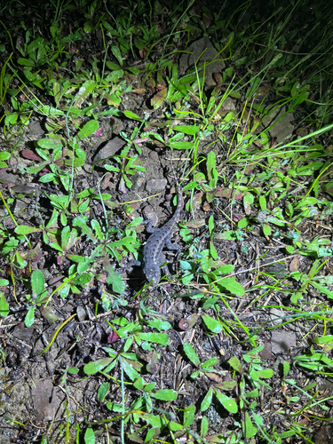 iNaturalist observation photo of Western Fence Lizard