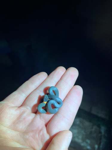 iNaturalist observation photo of Ring-necked Snake