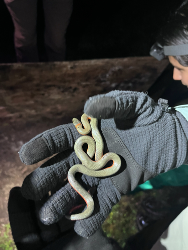iNaturalist observation photo of Ring-necked Snake