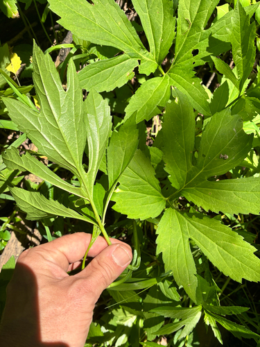 cutleaf coneflower