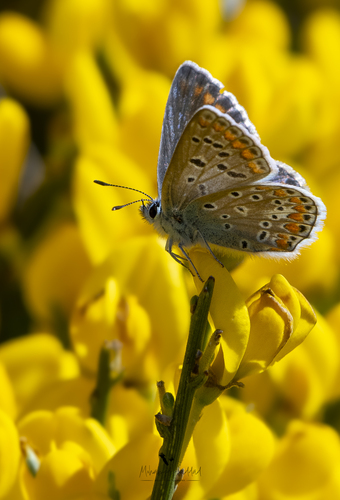 Austaut's Blue