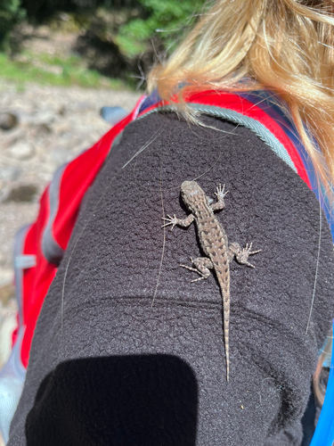 iNaturalist observation photo of Western Fence Lizard