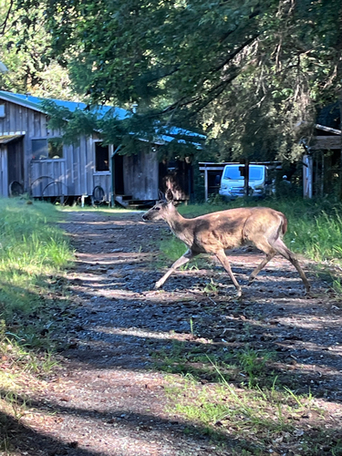 iNaturalist observation photo of Mule Deer