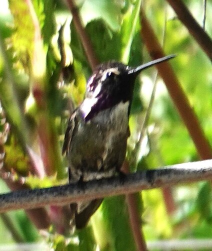 Costa's Hummingbird