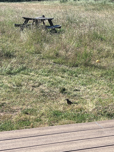 iNaturalist observation photo of California Thrasher