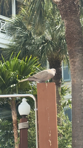 Eurasian Collared-Dove observed by haydez999