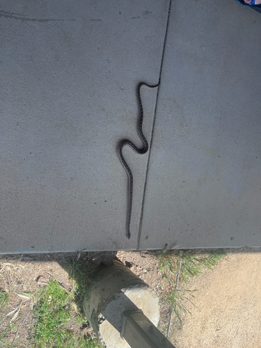 iNaturalist observation photo of Pacific Gopher Snake