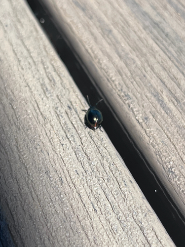 iNaturalist observation photo of Cucujiform Beetles