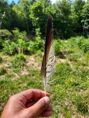 Broad-winged Hawk observed by listenerofnature