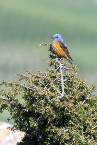 Rufous-tailed Rock-Thrush