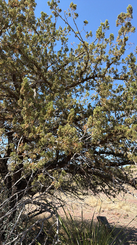 Rose-fruited Juniper