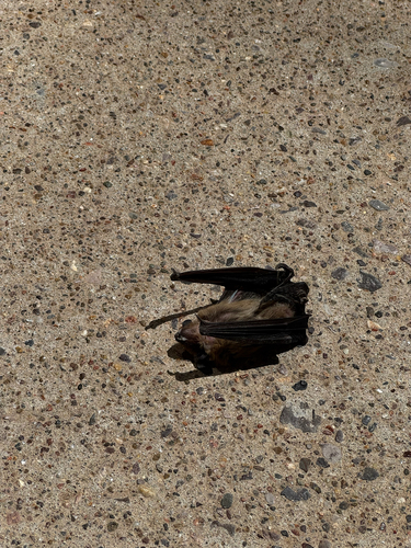 Big Brown Bat observed by n-green