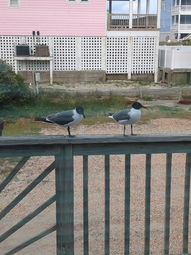Laughing Gull observed by david3898