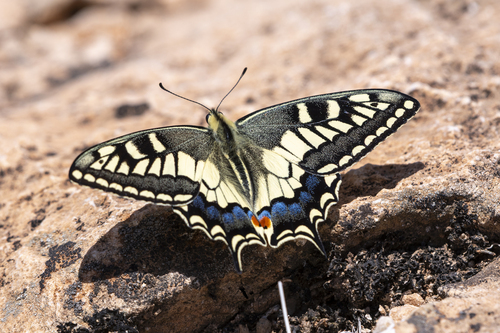Desert Swallowtail