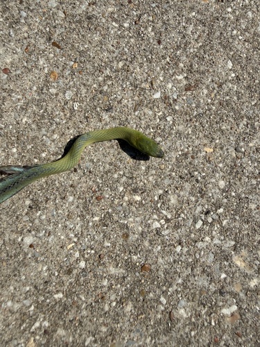 Featured image for “Rough Greensnake”