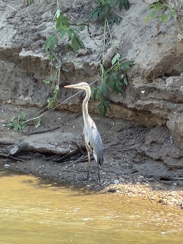 Featured image for “Great Blue Heron”