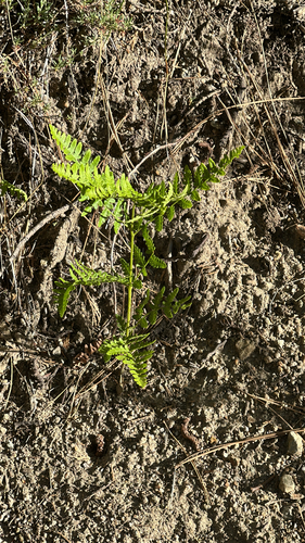 iNaturalist observation photo of Hairy brackenfern