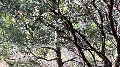 iNaturalist observation photo of Spotted Towhee