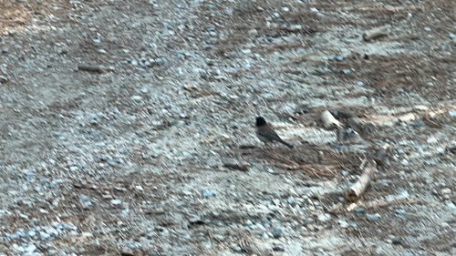 iNaturalist observation photo of Dark-eyed Junco