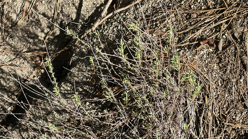 iNaturalist observation photo of California Buckwheat
