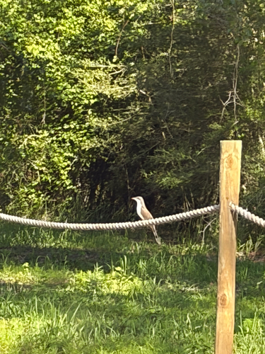 Yellow-billed Cuckoo observed by spanoam