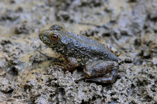 American Bullfrog observed by dan14182