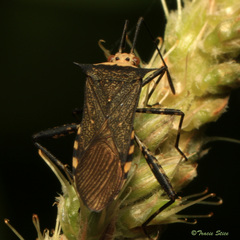 Image of Zicca commaculata