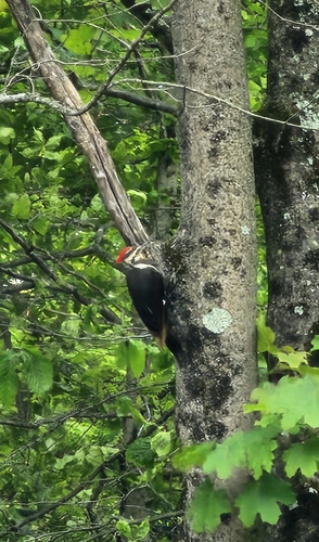 Pileated Woodpecker observed by davidmueller2