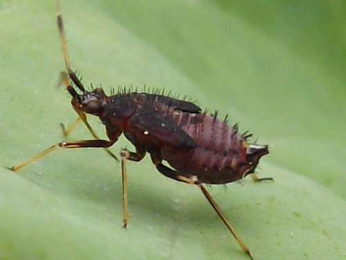 Raudonoji Žolblakė nuotrauka