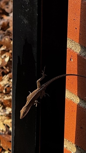 Green Anole observed by jeffbrown-dfw