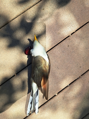Yellow-billed Cuckoo observed by sofiaaaa823