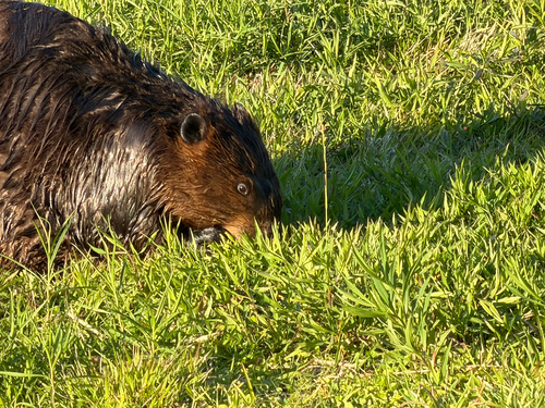 animal observation 2