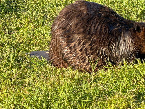 animal observation 4