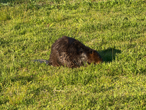 animal observation 7