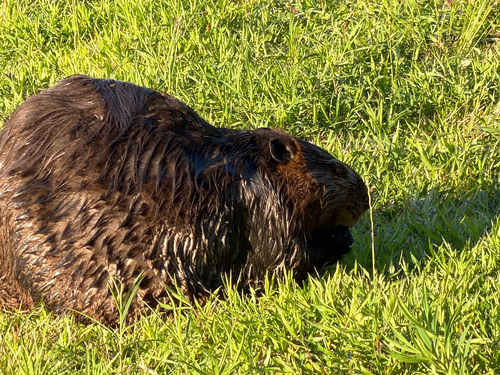 animal observation 3