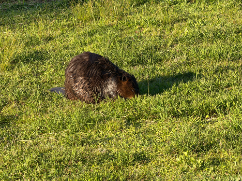 animal observation 5