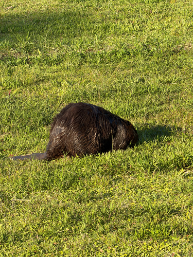 animal observation 8