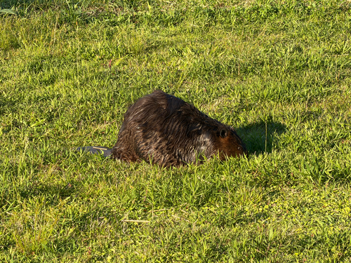 animal observation 6